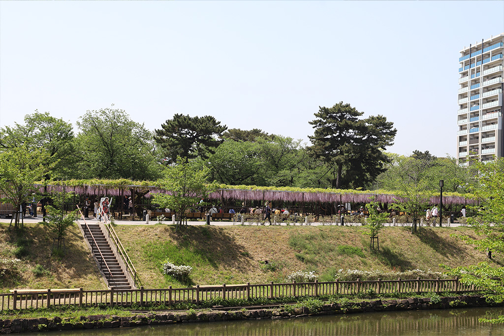 岡崎公園　藤棚
