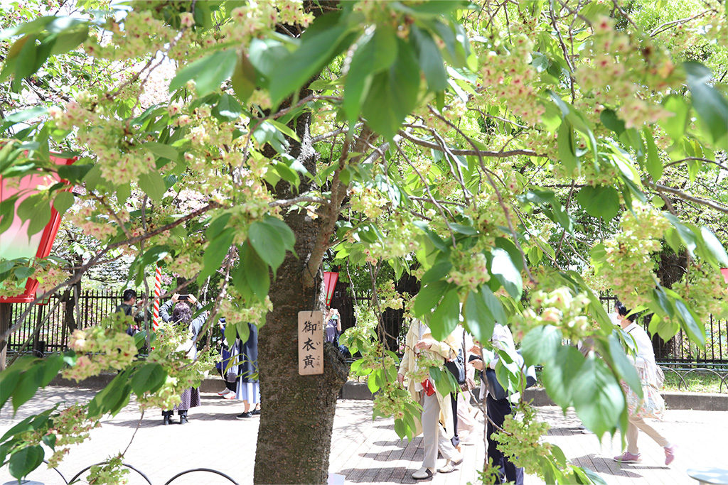 造幣局桜の通りぬけ　御衣黄