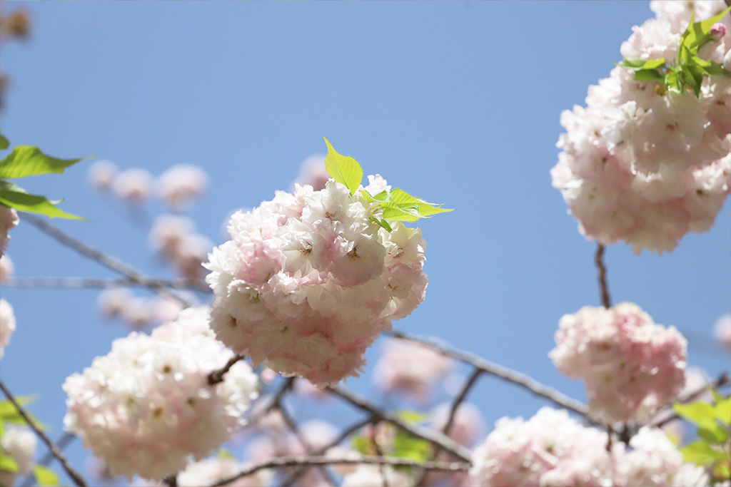 造幣局桜の通りぬけ　今年の桜松月