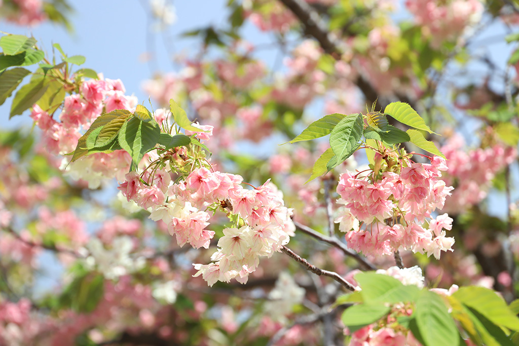 造幣局桜の通り抜け